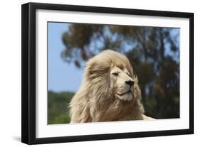 African Lions 010-Bob Langrish-Framed Photographic Print