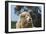 African Lions 010-Bob Langrish-Framed Photographic Print