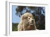 African Lions 010-Bob Langrish-Framed Photographic Print