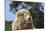 African Lions 010-Bob Langrish-Mounted Photographic Print