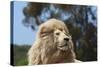 African Lions 010-Bob Langrish-Stretched Canvas