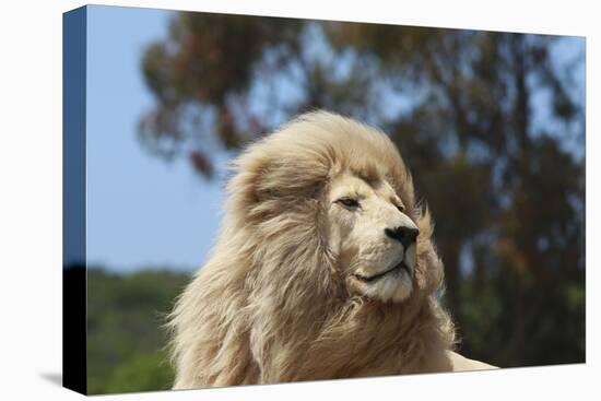 African Lions 010-Bob Langrish-Stretched Canvas