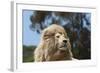 African Lions 010-Bob Langrish-Framed Photographic Print