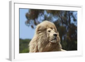 African Lions 010-Bob Langrish-Framed Photographic Print