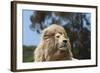 African Lions 010-Bob Langrish-Framed Photographic Print