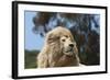 African Lions 010-Bob Langrish-Framed Photographic Print