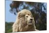 African Lions 010-Bob Langrish-Mounted Photographic Print