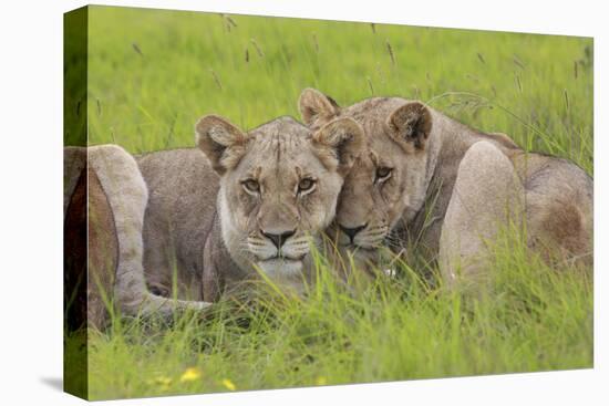 African Lions 014-Bob Langrish-Stretched Canvas