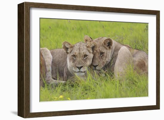 African Lions 014-Bob Langrish-Framed Photographic Print