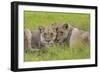 African Lions 014-Bob Langrish-Framed Photographic Print