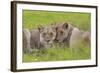 African Lions 014-Bob Langrish-Framed Photographic Print