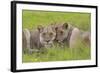 African Lions 014-Bob Langrish-Framed Photographic Print