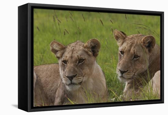 African Lions 018-Bob Langrish-Framed Stretched Canvas