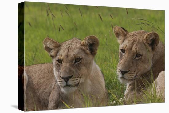 African Lions 018-Bob Langrish-Stretched Canvas