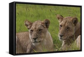 African Lions 018-Bob Langrish-Framed Stretched Canvas