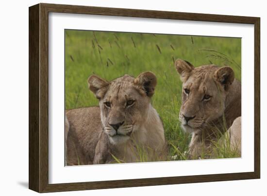 African Lions 018-Bob Langrish-Framed Photographic Print