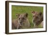 African Lions 018-Bob Langrish-Framed Photographic Print