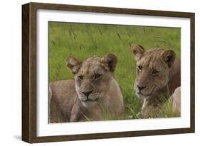 African Lions 018-Bob Langrish-Framed Photographic Print