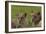 African Lions 018-Bob Langrish-Framed Photographic Print