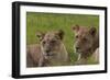 African Lions 018-Bob Langrish-Framed Photographic Print