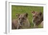 African Lions 018-Bob Langrish-Framed Photographic Print