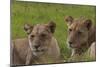 African Lions 018-Bob Langrish-Mounted Photographic Print