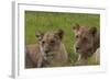 African Lions 018-Bob Langrish-Framed Photographic Print