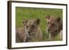 African Lions 018-Bob Langrish-Framed Photographic Print