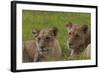 African Lions 018-Bob Langrish-Framed Photographic Print