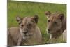 African Lions 018-Bob Langrish-Mounted Photographic Print