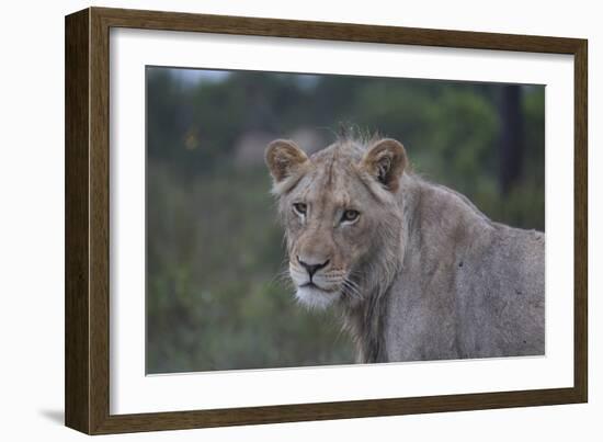 African Lions 022-Bob Langrish-Framed Photographic Print