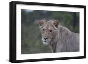 African Lions 022-Bob Langrish-Framed Photographic Print