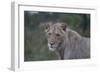 African Lions 022-Bob Langrish-Framed Photographic Print