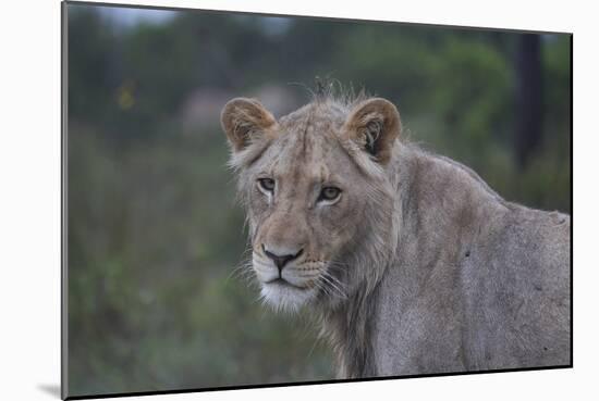 African Lions 022-Bob Langrish-Mounted Photographic Print