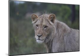 African Lions 022-Bob Langrish-Mounted Photographic Print