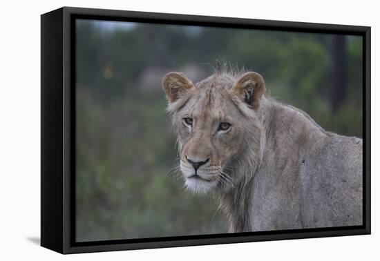 African Lions 022-Bob Langrish-Framed Stretched Canvas