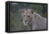 African Lions 022-Bob Langrish-Framed Stretched Canvas