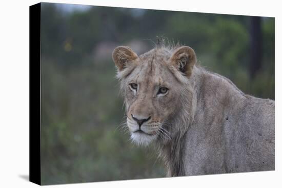 African Lions 022-Bob Langrish-Stretched Canvas