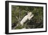 African Lions 028-Bob Langrish-Framed Photographic Print