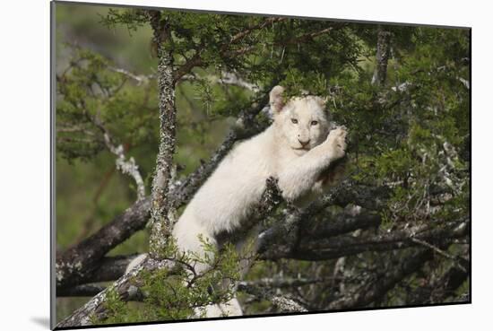 African Lions 028-Bob Langrish-Mounted Photographic Print