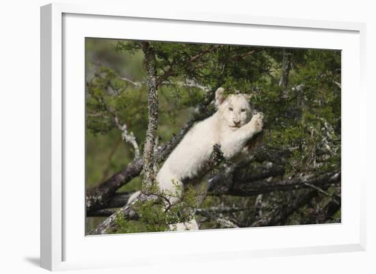 African Lions 028-Bob Langrish-Framed Photographic Print