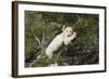 African Lions 028-Bob Langrish-Framed Photographic Print