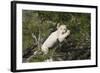 African Lions 028-Bob Langrish-Framed Photographic Print