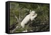 African Lions 028-Bob Langrish-Framed Stretched Canvas