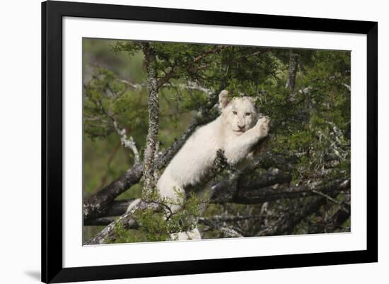 African Lions 028-Bob Langrish-Framed Photographic Print