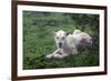 African Lions 036-Bob Langrish-Framed Photographic Print