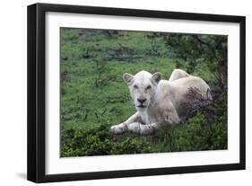 African Lions 036-Bob Langrish-Framed Photographic Print