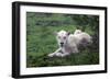 African Lions 036-Bob Langrish-Framed Photographic Print