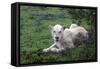 African Lions 036-Bob Langrish-Framed Stretched Canvas