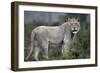 African Lions 044-Bob Langrish-Framed Photographic Print